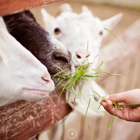 Waldklang Panorama - Eingezäunt - Sauna Geplant - Stylish Alpirsbach